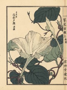 Yuugao, hyoutan, fleur de calebasse ou gourde, Lagenaria siceraria. De Kusa Bana Hyakushu (Cent Variétés de Fleurs), Tokyo, Yamada