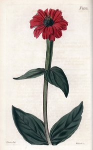 Zinnia avec fleur rouge. Gravure sur cuivre, mettant en vedette John Curtis et gravée par Weddell, publiée dans le « Curtis Botanical Magazine »