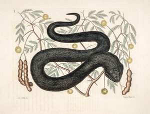 Illustration zoologique/Vipera nigra/Vipère noire