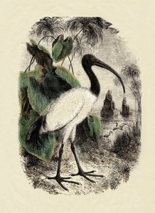 Zoologie: Ibis sacré (Threskiornis aethiopicus), gravure du 19ème siècle