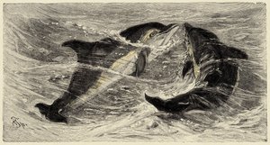 Zoologie : dauphins (delphinus delphis) décrits et illustrés par Carlo Vogt et Federico Specht dans "Histoire naturelle illustrée : mammifères" 1884 - Unbekannter Künstler