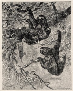 Zoologie : paresseux (Ai - Bradypus tridactylus) décrit et illustré par Carlo Vogt et Federico Specht dans « Histoire Naturelle Illustrée : Mammifères » 1884 - Unbekannter Künstler
