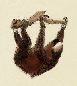 Zoologie : paresseux (Bradypus tridactylus)