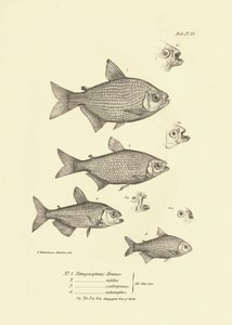 Zoologie : représentation du poisson "Tetragonopterus Abramis, rutilus, scabripinnis, interruptus" décrit par Charles Darwin lors de son voyage à bord du Beagle. Planche de "The zoology of the voyage of H.M.S. Beagle under the command of Captain Fitzroy" - Unbekannter Künstler