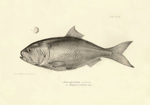 Zoologie : représentation du poisson "Alosa pectinata" décrit par Charles Darwin lors de son voyage à bord du Beagle. Planche de "The zoology of the voyage of H.M.S. Beagle under the command of Captain Fitzroy" - Unbekannter Künstler