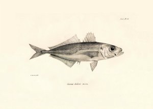 Zoologie: représentation du poisson Caranx declivis décrit par Charles Darwin lors de son voyage à bord du Beagle. Planche de The zoology of the voyage of H.M.S. Beagle sous le commandement du capitaine Fitzroy pendant les années 1832-1836