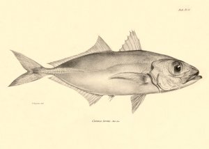 Représentation du poisson Caranx torvus décrit par Charles Darwin lors de son voyage à bord du Beagle. Planche de The zoology of the voyage of H.M.S. Beagle sous le commandement du capitaine Fitzroy pendant les années 1832-1836