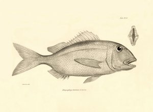 Zoologie: représentation du poisson Chrysophrys taurina décrit par Charles Darwin lors de son voyage à bord du Beagle. Planche de The zoology of the voyage of H.M.S. Beagle sous le commandement du capitaine Fitzroy pendant les années 1832-1836