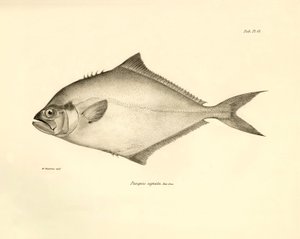 Zoologie : représentation du poisson « Paropsis signata » décrit par Charles Darwin lors de son voyage à bord du Beagle. Planche tirée de « The zoology of the voyage of H.M.S. Beagle under the command of Captain Fitzroy during the years 1832-1836 »