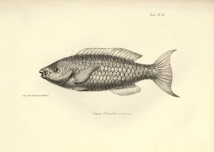 Zoologie : représentation du poisson "Scarus Chlorodon" décrit par Charles Darwin lors de son voyage à bord du Beagle. Planche de "The zoology of the voyage of H.M.S. Beagle under the command of Captain Fitzroy" - Unbekannter Künstler