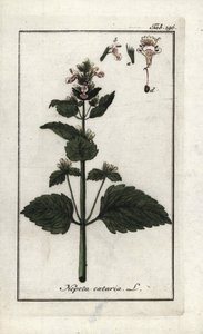 Cataire ou herbe à chat (Nepeta cataria) - Unbekannter Künstler