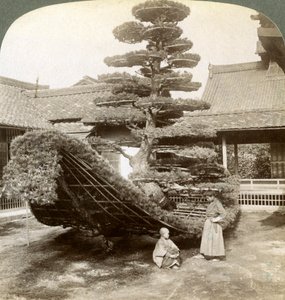 Un seul pin formé en forme de bateau, monastère Kinkaku-ji, Kyoto, Japon, 1904