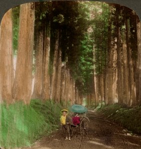 Une allée de cèdres cryptomères, Nikko, Japon