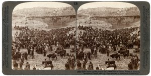 Jour de marché aux bestiaux, dans le bassin inférieur de Gihon, Vallée de Hinnom, Jérusalem, Palestine, 1900 - Underwood and Underwood