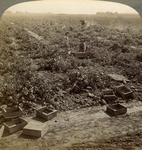 Séchage des raisins, Fresno, Vallée de San Joaquin, Californie, USA