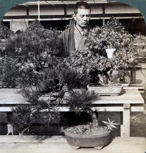 Pins nains et érables dans la serre du comte Okuma, Tokyo, Japon, 1904