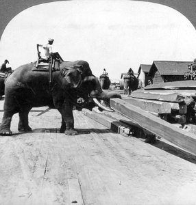 Éléphants déplaçant du bois, Rangoon, Birmanie Myanmar, 1900s