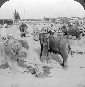 Éléphants travaillant dans une cour à bois, Inde - Underwood and Underwood