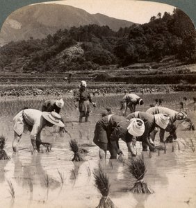 Travailleurs agricoles transplantant des pousses de riz près de Kyoto, Japon, 1904