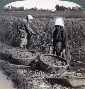 Paysans coupant du millet, près de Yokohama, Japon, 1904