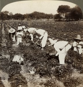 Champ de fraises, Irapuato, Mexique