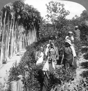 Femmes tamoules cueillant du thé sur le domaine de Sir Thomas Lipton, Polgahawela, Sri Lanka, 1903