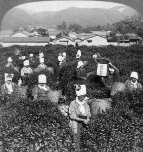 Cueillette de thé à Uji, Japon, 1904