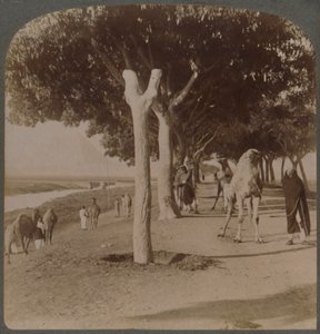 La route vers les pyramides, Égypte, 1896