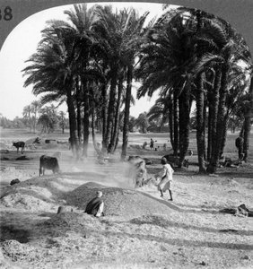 Le vannage du grain après le battage, Égypte, 1905