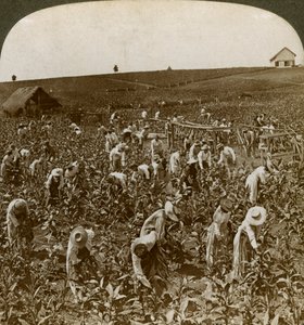 Champ de tabac, Montpellier, Jamaïque, 1900