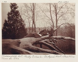 [Beatrice Thom sur un arbre, Haddonfield, New Jersey] - Unidentified
