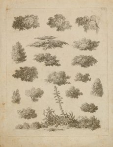 Foliage Studies