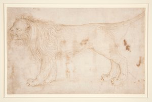 Un lion