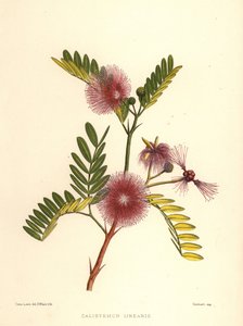Callistemon linearis (Calistemon linearis)