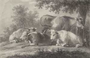 Vaches au repos