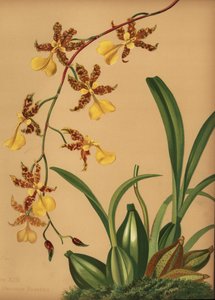 Orchidée dame dansante, Oncidium tigrinum (Oncidium barkerii)