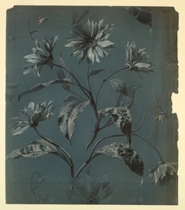 Design pour Papier Peint ou Textile de Fleur de Type Marguerite avec Répétition