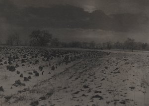 Champ de choux sous la neige