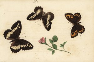 Silène, Brintesia circe 1, hermite, Chazara briseis 2, et grand némusien, Lasiommata maera 3 - Unknown