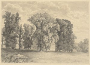 Prairie et arbres