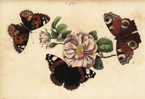 Belle dame, Vanessa cardui 1, vulcain, Vanessa atalanta 2 et paon de jour, Aglais io 3