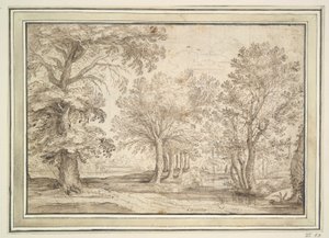 Arbres sur un terrain marécageux