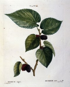 Un mûrier noir et ses fruits : planche botanique du 19ème siècle.