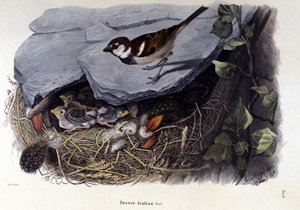 Une planche représentant un oiseau commun (ou moineau) près de son nid - Unknown artist