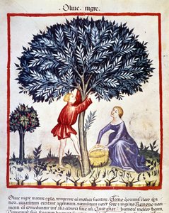 Un homme grimpe sur un olivier pour cueillir des olives noires. Enluminure du livre de médecine et de diététique "Tacuinum sanitatis" - Unknown artist