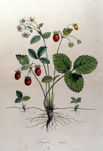 Un arbousier et ses fruits : planche botanique du 19ème siècle.