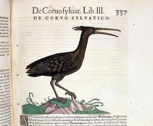 Un corbeau sauvage de l