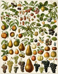 Agriculture : Planche botanique représentant des fruits comestibles (cerise, framboise, fraise, myrtille, pêche, abricot, noix, raisin, poire, noisette, figue, pomme, prune...). Lithographie en couleur. - Unknown artist