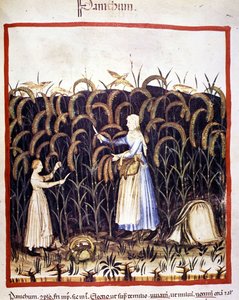 Agriculture. Récolte de panic (céréale). Enluminure du « Tacuinum sanitatis »