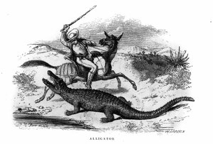 Alligator en Amérique du Sud au milieu du 19ème siècle.